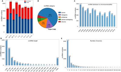 Genome-wide identification and characterization of circular RNAs for exogenous trehalose-mediated heat stress responses in tea plants (Camellia sinensis)